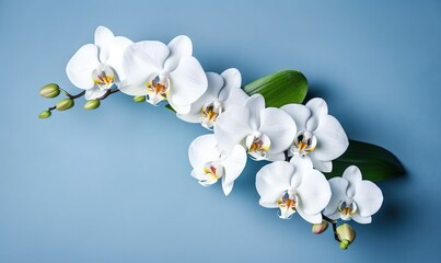  white orchids with green leaves on a blue background with copy - up space for text or image with copy - up space in the middle.  generative ai