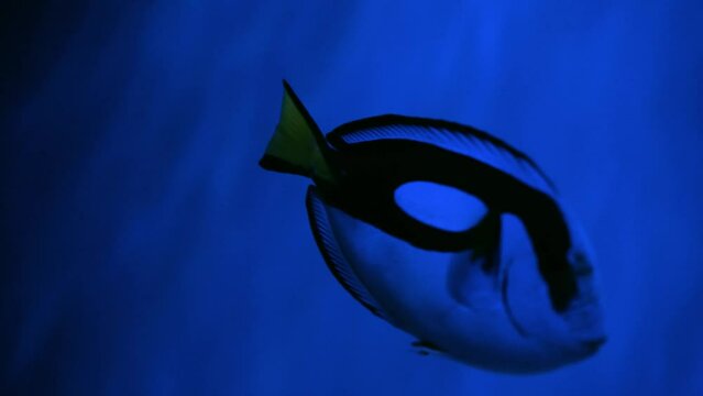A blue surgeonfish swims in an aquarium close-up. Marine life in the oceanarium. Underwater life. Exotic ocean fish.
