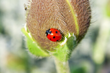 Ladybug on a poppy bud