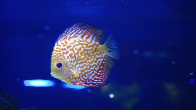 A group of fish swimming in an aquarium. Fish in water. A school of fish in the sea. Diving. Colorful tropical fish in the aquarium. Close-up of two cichlids in the middle of plants and corals