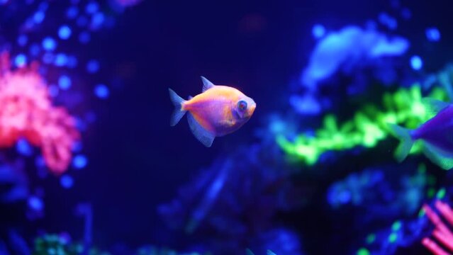 Colorful bright fish glow in neon. Purple fluorescent tropical water paradise exotic background, glowing sparkling ecosystems, bright fantasy decorative neon tanks. Neon fish under water.