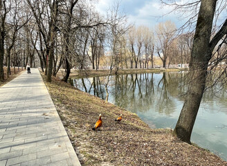 Ogar ducks on the shore of a pond in Lefortovo Park in spring. Moscow - obrazy, fototapety, plakaty