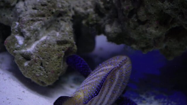 Beautiful exotic white fish on the background of corals underwater in the Maldivian sea. Scuba diving in a world of colorful and beautiful reef wildlife. Sea and ocean fish under water.