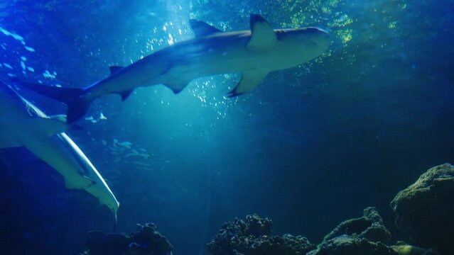 Large sharks swim slowly in the Atlantic Ocean. View from below through the sun's rays breaking through the water. A beautiful picture of underwater life with predatory and dangerous fish.