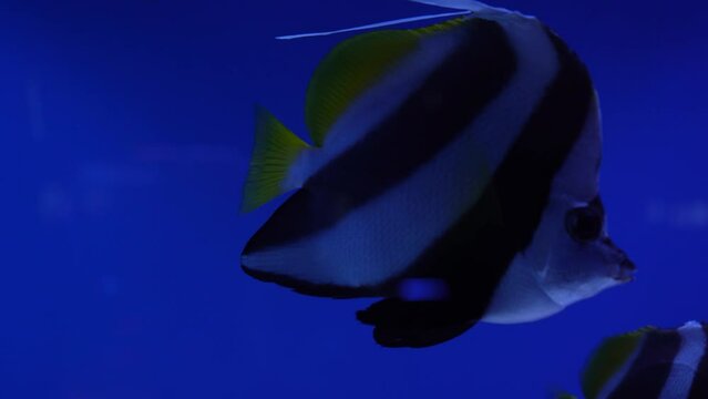 Beautiful exotic black and white fish on the background of corals underwater in the Maldivian sea. Scuba diving in a world of colorful and beautiful reef wildlife. Sea and ocean fish under water.