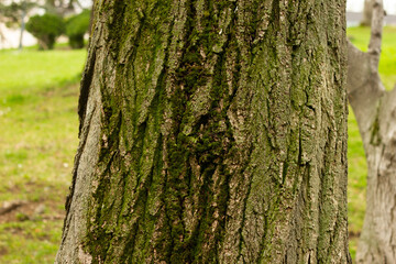Textured background of cracked tree bark with different shapes in forest
