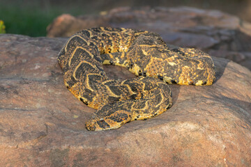 Puff Adder (Bitis arietans)	