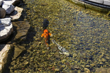Japanese Koi Nishikigoi Amur Carp fish swim in a shallow man-made pond. 