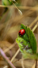ladybug on a leaf