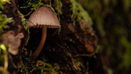 mushroom in the forest