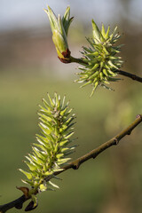 Ash willow flower on a twig.