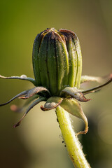 Closed dandelion flower with stem.