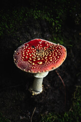 Fungus in a forest