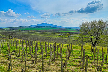 Fototapeta na wymiar Spring in the Tokaj wine region