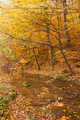  golden autumn in the forest. Landscape with a river in an autumn forest