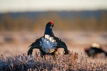 Black grouse at the swamp, displaying. April morning