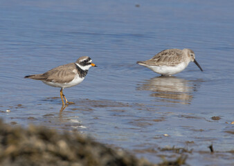 Ringed plover small wading bird running along the shoreline on a river on the estuary foraging for food at the water edge