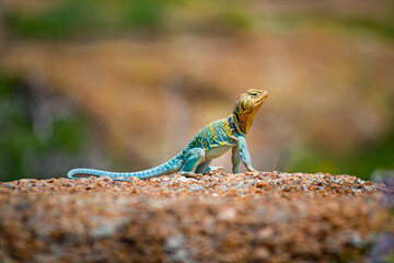Eastern Collared Lizard or Mountain Boomer with Colorful Skin sits Among Rocks
