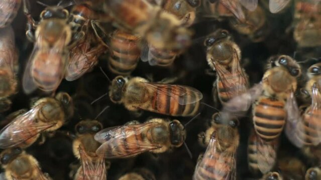 Honey bee drones in hive close up macro