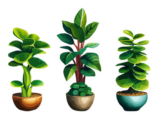 Realistic house plats set with monstera sansevieria banana palm ficus and rhopalostylis in pots on transparent background