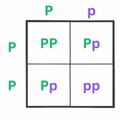 Simple version of the Punnett Square. Sometimes spelled as Punnets Square. Useful for Education
