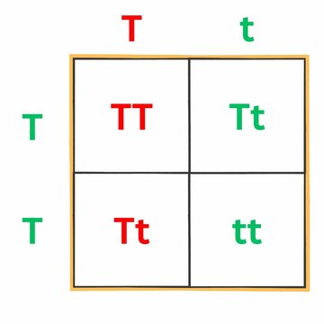 Simple version of the Punnett Square. Sometimes spelled as Punnets Square. Useful for Education