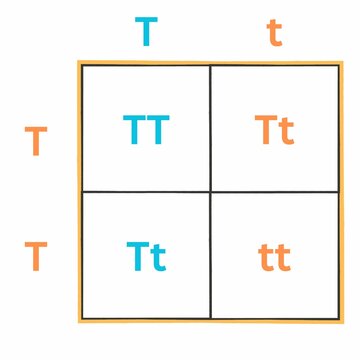 Simple version of the Punnett Square. Sometimes spelled as Punnets Square. Useful for Education