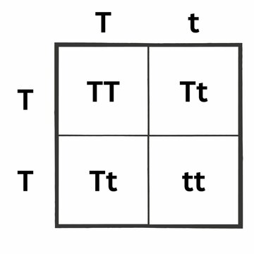 Simple version of the Punnett Square. Sometimes spelled as Punnets Square. Useful for Education