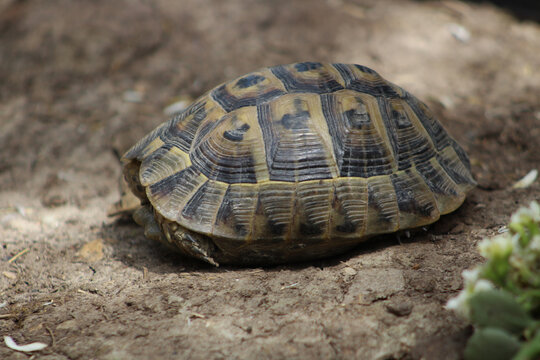 Single Greek tortoise (Testudo graeca) in nature. Close up.