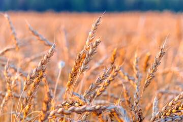 Fototapeta premium Wheat harvest in the field. A new crop of wheat. Grain crops. Agro-industry. Harvesting. Export, import of grain. Huge fields for crops. A rich harvest. Ear of wheat close-up. Flour.