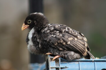 Black chick perched in hencoop.