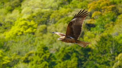 森の上を飛ぶ鳶　ワイド
