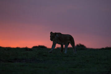 Fototapeta na wymiar Lioness Sunset Twilight