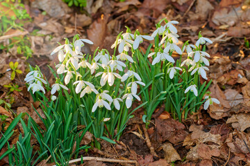 Galanthus nivalis was described by the Swedish botanist Carl Linnaeus in his Species Plantarum in 1753, and given the specific epithet nivalis, meaning snowy (Galanthus means with milk-white flowers