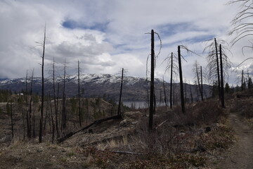 Obraz premium Landscape of burnt forest with mountains and lake in background.