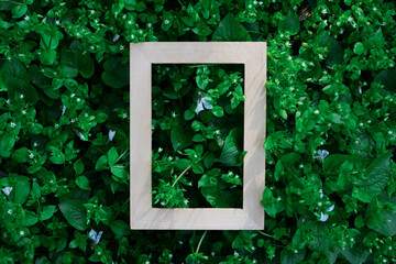 wooden empty frame on green leaves natyre background, free space