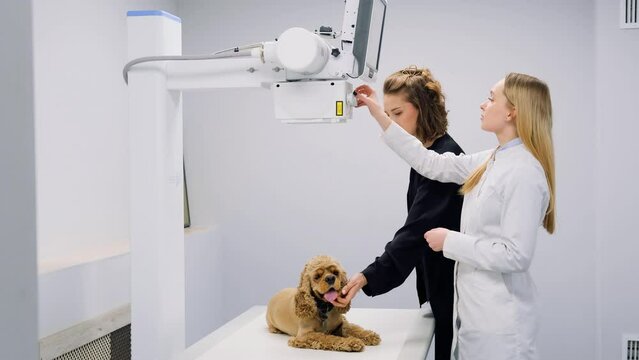 a radiologist sets up an X-ray machine to examine a dog in a veterinary clinic,
