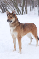 red dog full body photo on snow background