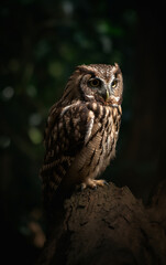 Fototapeta premium An owl stands alert in the seclusion of dark foliage, its gaze a beacon in the enveloping shadows.