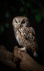 Fototapeta premium An owl perched on a gnarled branch, its sharp eyes illuminated, vigilant in the quiet night