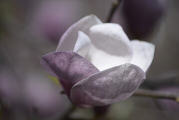 Fototapeta na wymiar In spring, magnolias bloomed in the botanical garden.