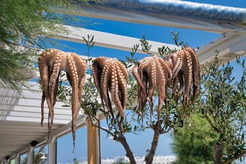 Closeup of several octopuses hanging to dry before cooking them fresh. A village in Greece