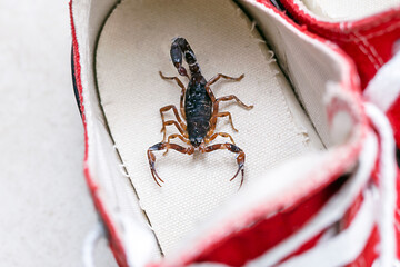 Scorpion inside a sneaker. Venomous animal indoors. danger of stinging. Tityus bahiensis, also...