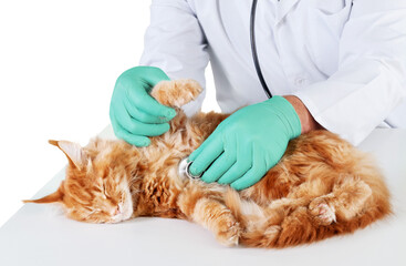 Vet Examining a Ginger Cat © BillionPhotos.com