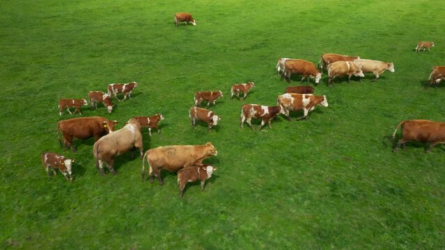 Cows grazing on green pastures. Beef cattle is a source of greenhouse gas methane CH4. European agriculture must reduce emissions in the fight against climate change.