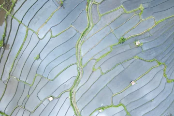 Tuinposter Drone photograph of rice fields in Asia © Marcin Kilarski/Wirestock Creators