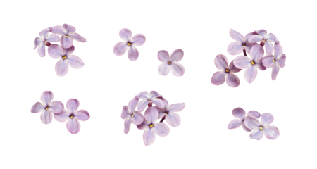 Set of small lilac flowers isolated on white or transparent background