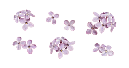 Foto op Plexiglas Set of small lilac flowers isolated on white or transparent background © Ortis