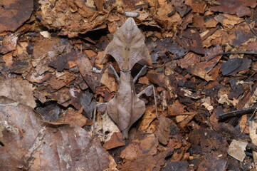 Dead leaf mantis ( Deroplatys desiccata ) closeup