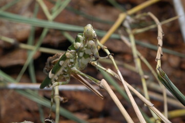Creobroter gemmantus (theopropus elegans banded flower mantis) closeup